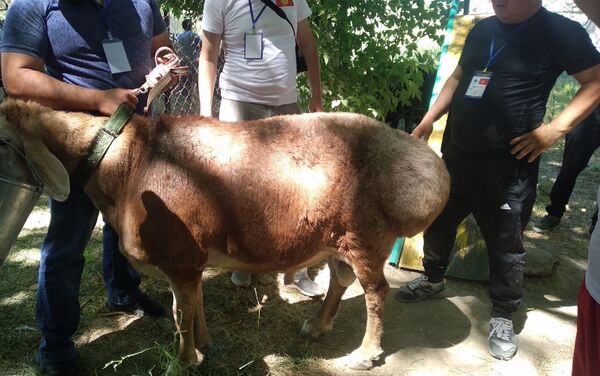 Гиссарский баран из Кыргызстана по кличке Гулливер занял первое место на международной выставке (фестивале) породистых баранов в Казахстане. - Sputnik Кыргызстан