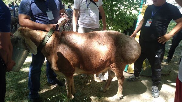 Кыргызстанские фермеры участвуют в международной выставке племенных овец в Казахстане - Sputnik Кыргызстан