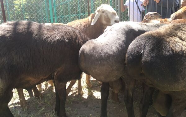 Кыргызстанские фермеры участвуют в международной выставке племенных овец в Казахстане - Sputnik Кыргызстан