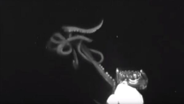 Гигантский кальмар пытался съесть глубоководный аппарат. Видео - Sputnik Кыргызстан