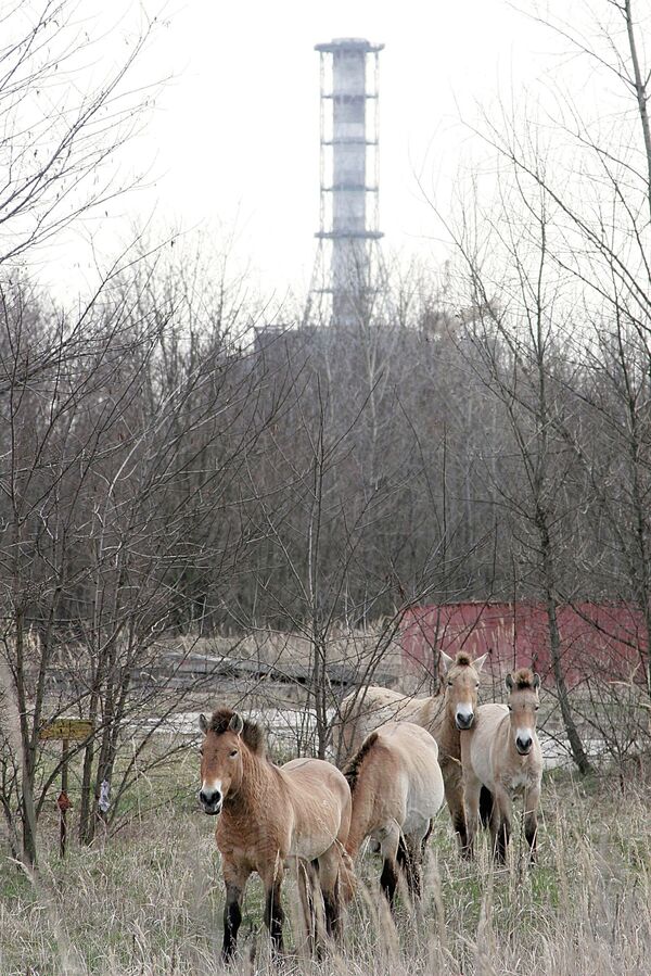Чернобыль атомдук электр станциясынын 4-блогунун саркофагы - Sputnik Кыргызстан