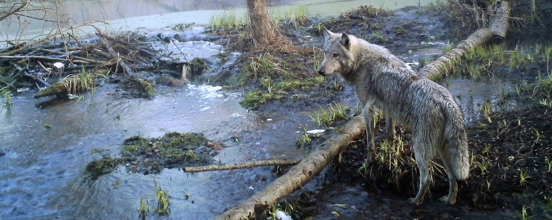Волк в лесу в зоне отчуждения вокруг чернобыльской АЭС. Апрель 2012 года - Sputnik Кыргызстан, 1920, 24.06.2019