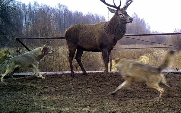 Животные в зоне отчуждения вокруг чернобыльской АЭС - Sputnik Кыргызстан