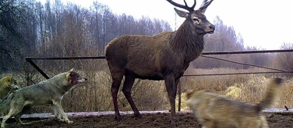 Животные в зоне отчуждения вокруг чернобыльской АЭС - Sputnik Кыргызстан