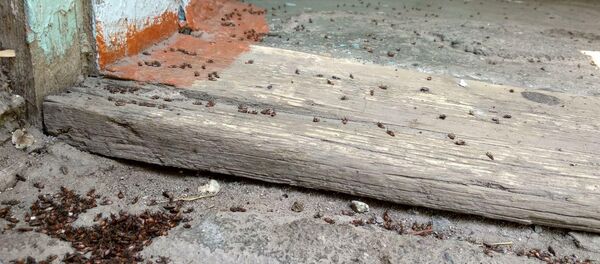 Нашествие клопов в Бишкеке  - Sputnik Кыргызстан