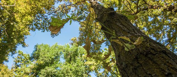 Дубы в Бишкеке Дубы в Бишкеке - Sputnik Кыргызстан