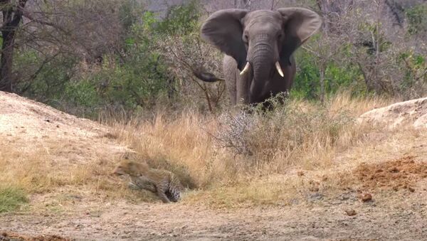 Леопард готовился напасть на антилопу, но охоту испортил слон. Видео - Sputnik Кыргызстан
