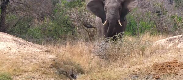 Леопард готовился напасть на антилопу, но охоту испортил слон. Видео - Sputnik Кыргызстан