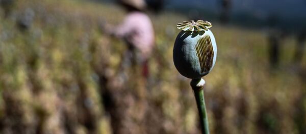 Маковое поле в Хопонге в Мьянме - Sputnik Кыргызстан