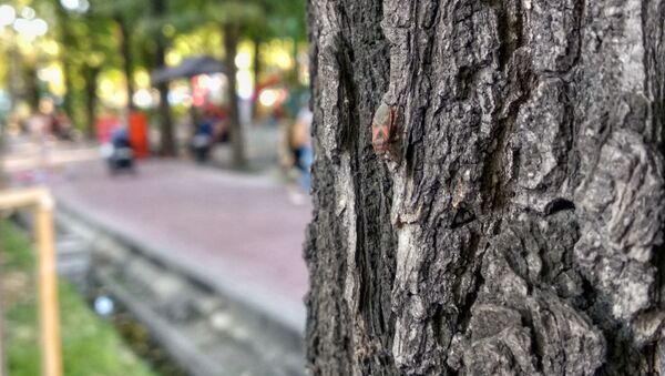Вязовый клоп (Arocatus melanocephalus) на дереве в Бишкеке - Sputnik Кыргызстан