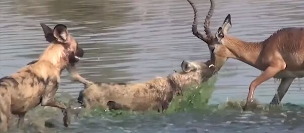 Когда реально нет выхода — антилопа оказалась между хищниками. Видео Когда реально нет выхода — антилопа оказалась между хищниками. Видео - Sputnik Кыргызстан