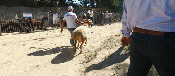 Не отдам и за миллион долларов — хозяин самого большого барана в ЦА Не отдам и за миллион долларов — хозяин самого большого барана в ЦА - Sputnik Кыргызстан