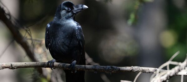 Черный ворон. Архивное фото - Sputnik Кыргызстан