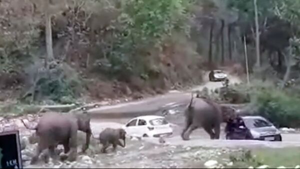 Слоны всем стадом вытолкнули с дороги авто, мешавшие им пройти. Видео - Sputnik Кыргызстан