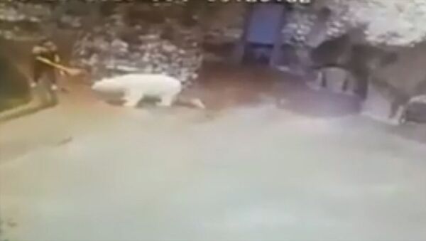 Уборщица отбилась веником от белого медведя в Московском зоопарке. Видео - Sputnik Кыргызстан