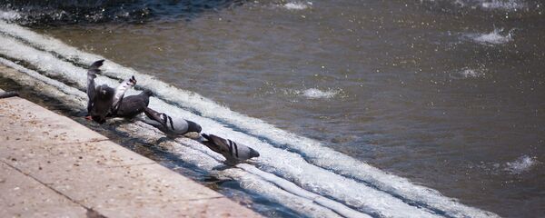 Мээ кайнаткан ысык. Архив - Sputnik Кыргызстан