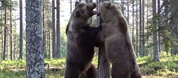 Битву двух огромных бурых медведей сняли на видео - Sputnik Кыргызстан