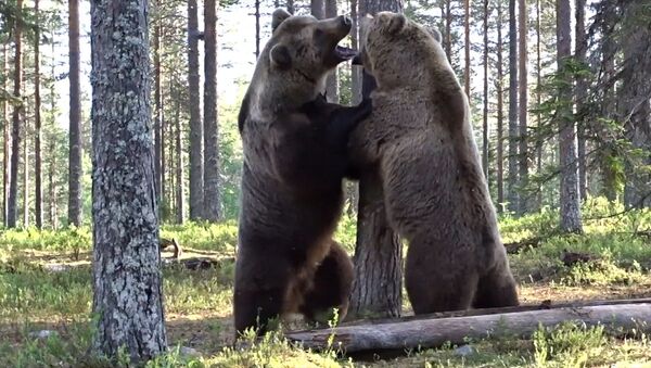 Битву двух огромных бурых медведей сняли на видео - Sputnik Кыргызстан