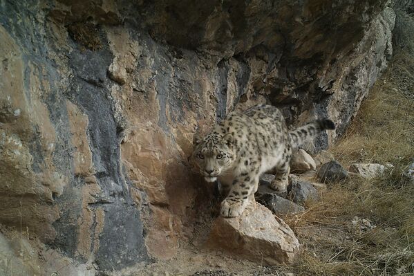 Нарын мамлекеттик жаратылыш коругундагы барс - Sputnik Кыргызстан