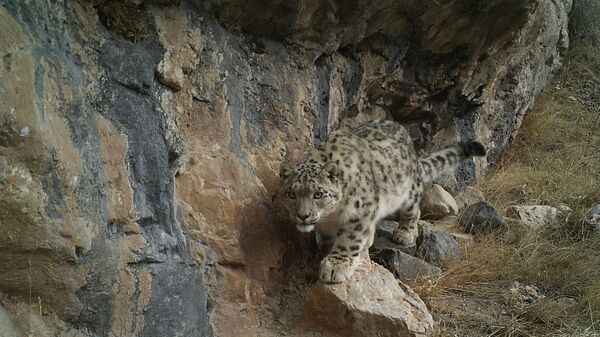 Кыргызстандагы корголгон жаратылыш аймактарда жапайы жаныбарлардын саны өсүүдө - Sputnik Кыргызстан