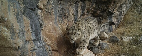 Кыргызстандагы корголгон жаратылыш аймактарда жапайы жаныбарлардын саны өсүүдө Кыргызстандагы корголгон жаратылыш аймактарда жапайы жаныбарлардын саны өсүүдө - Sputnik Кыргызстан