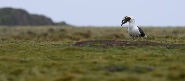 Чайка целиком проглотила кролика — соцсети в шоке. Видео - Sputnik Кыргызстан
