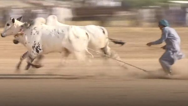 Мужчины устроили опасные гонки на мощных быках — видео - Sputnik Кыргызстан