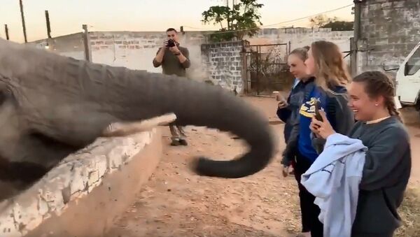 Слон ударил туристку хоботом и пытался забрать ее телефон — видео - Sputnik Кыргызстан