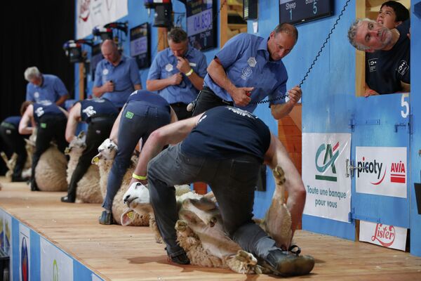 Чемпионат мира по стрижке овец в Франции - Sputnik Кыргызстан