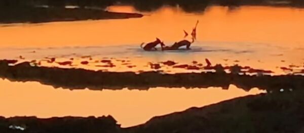 Достали даже в трясине — беспощадная охота диких собак на антилопу. Видео - Sputnik Кыргызстан