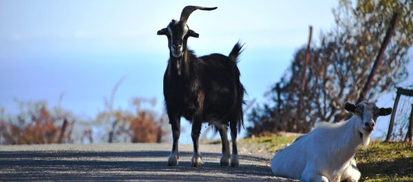 Регионы России. Крым - Sputnik Кыргызстан