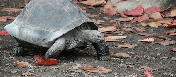 Таш бака. Архив - Sputnik Кыргызстан