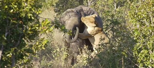 Слоненок оказался не по зубам голодной хищнице. Видео - Sputnik Кыргызстан