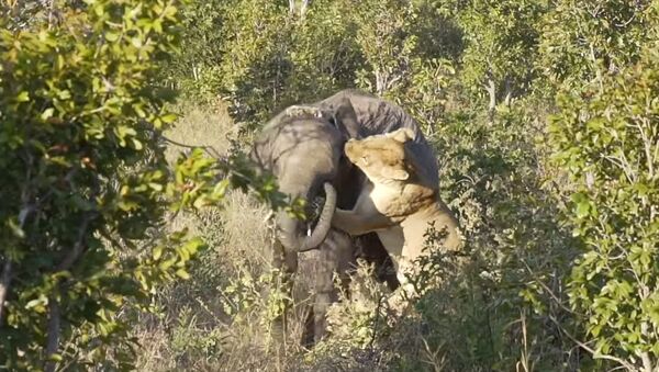 Слоненок оказался не по зубам голодной хищнице. Видео - Sputnik Кыргызстан