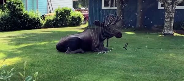 Акылдуусун кара! Багыштын ысыктан коргонгон видеосу Акылдуусун кара! Багыштын ысыктан коргонгон видеосу - Sputnik Кыргызстан