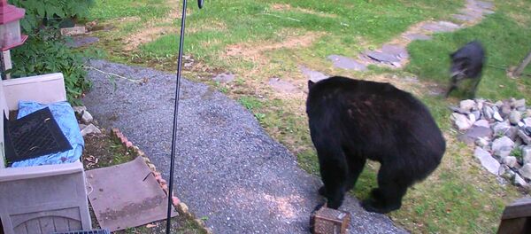 Собака набросилась на медведя, тот еле унес ноги — видео - Sputnik Кыргызстан