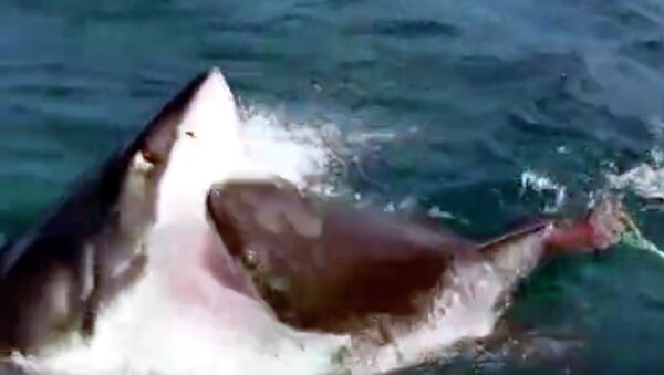 Смертельную битву двух огромных акул сняли на видео ученые - Sputnik Кыргызстан