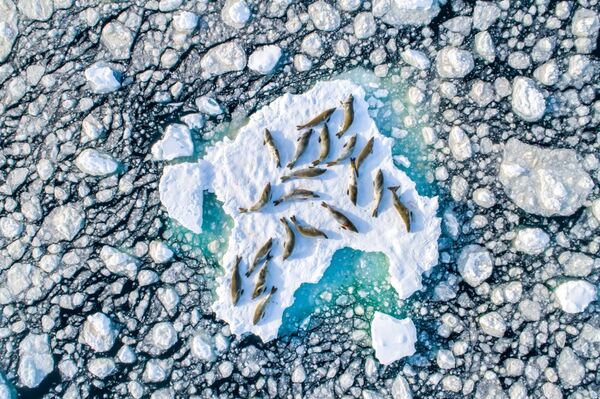 Снимок Crabeater Seals on Ice фотографа Florian Ledoux, занявший первое место в категории Wildlife конкурса Drone Awards 2019 - Sputnik Кыргызстан