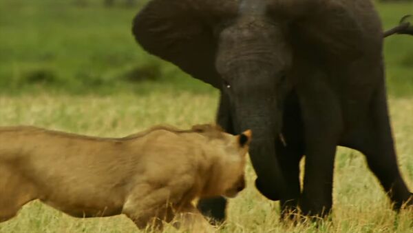 Молодой слон в одиночку вступил в схватку со львами, защищая сородичей. Видео - Sputnik Кыргызстан