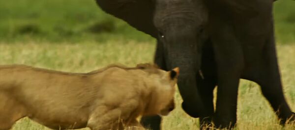 Молодой слон в одиночку вступил в схватку со львами, защищая сородичей. Видео - Sputnik Кыргызстан