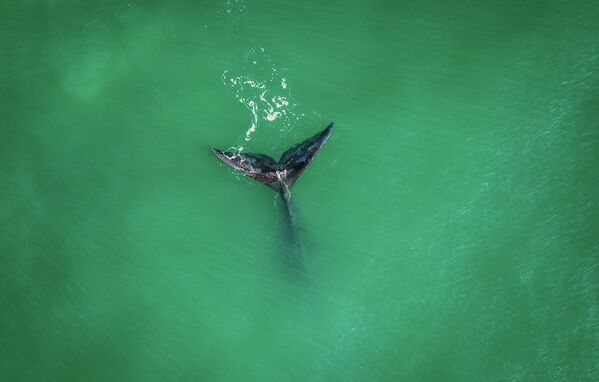Түштүк ийкемчил кити Рибанкейра жээгинде. Бразилия Санта-Катарина штаты - Sputnik Кыргызстан