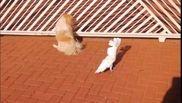Попугай лает с псами у ворот и стережет дом — забавное видео - Sputnik Кыргызстан