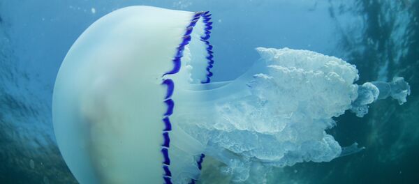 Подводный мир полуострова Крым - Sputnik Кыргызстан