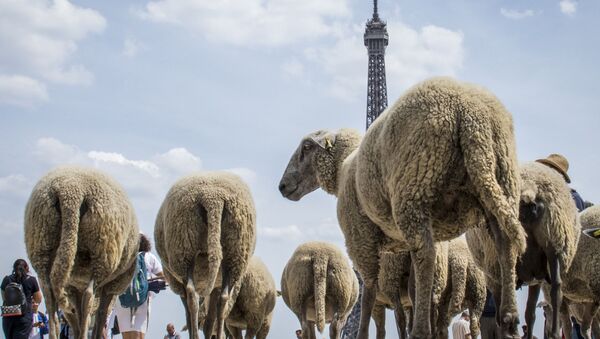 Овцы напротив Эйфелевой башни в Париже  - Sputnik Кыргызстан