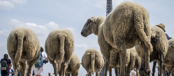 Парижди койлор каптады. Көпчүлүктүн көңүлүн көтөргөн сүрөттөрдүн топтому - Sputnik Кыргызстан