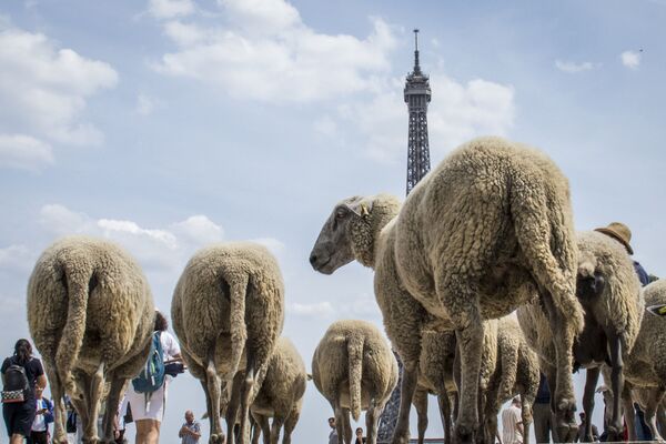 Овцы напротив Эйфелевой башни в Париже  - Sputnik Кыргызстан