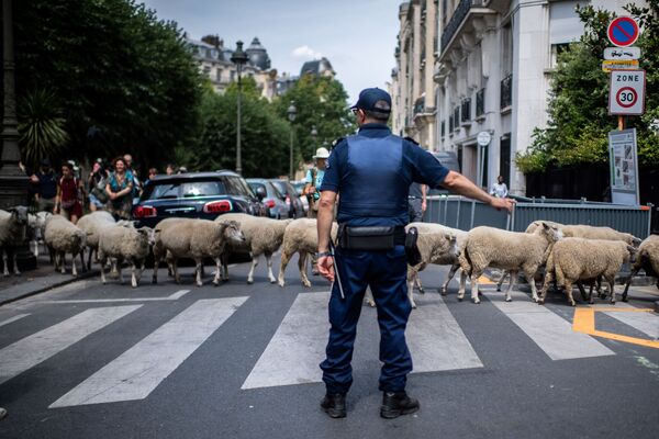 Полиция пропускает овец на проезжей части в Париже  - Sputnik Кыргызстан