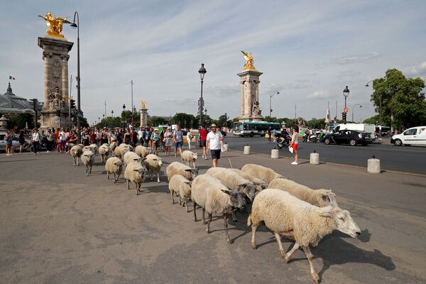Пастухи направляют овец по мосту  Александра III в Париже  - Sputnik Кыргызстан