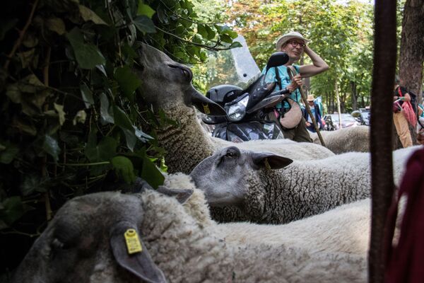 Фермер у своих овец в Париже  - Sputnik Кыргызстан