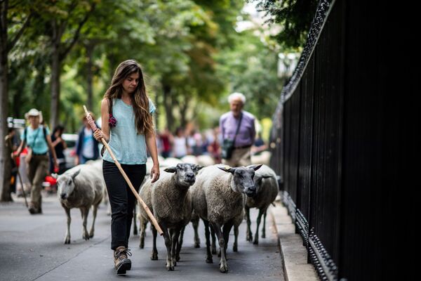 Пастушка ведет овец во время перегона скота в Париже, Франция - Sputnik Кыргызстан